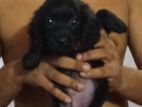 Cocker Spaniels Puppy