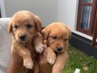 Cocker Spaniel Puppies