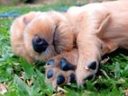 Cocker Spaniels Puppies