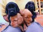 Cocker Spaniel Dog