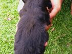 Cocker Spaniel Dogs