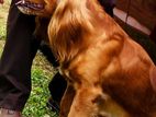 Cocker Spaniel Dog for Crossing