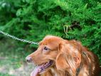 Cockers Spaniel Dog for Crossing