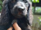 Cockers Spaniel Puppies