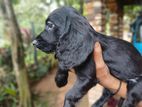 Cockers Spaniel Puppies