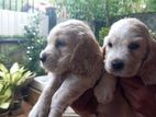 Cockers Spaniel Puppies