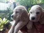 Cockers Spaniel Puppies