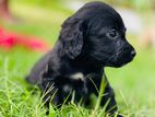 Cockers Spaniel Puppies