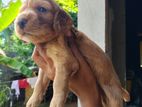 Cockers spaniel puppy