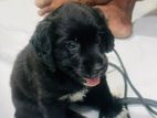 Cockers Spaniel Puppy