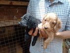 Cockers Spaniels Puppies