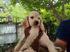 Cocker Spaniel Dogs