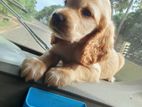 Cocker Spaniel Dog