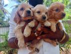Cockerspaniel Dogs
