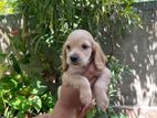 Cocker Spaniel Puppy