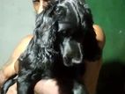 Cocker Spaniel
