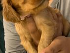 Cocker Spaniel Puppies