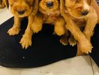 Cockerspaniel puppies