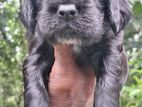 Cocker Spaniel Puppies