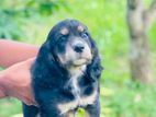 Cocker Spaniel Puppy