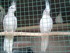 Cockatiel Birds