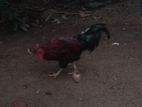 Farm Hen
