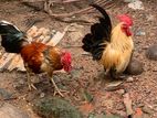 Cockerel