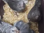 Cockatiel Chicks