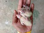 Cockatiel Chicks