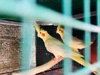 Cocktail Adult pair