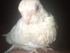 Cockatiel Albino
