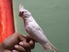 Cocktail Albino Bird