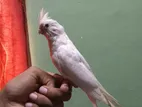 Cocktail Albino Bird