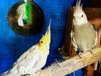 Cockatiel Albino White Face