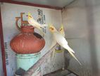 Cockatiel Birds