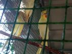 Cocktail bird