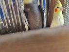 Cockatiel Bird