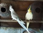 Cockatiel Birds