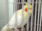 Cocktail bird