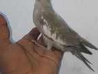 Cocktail Bird