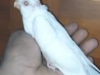 Cocktail Bird