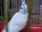 Cocktail Bird