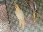 Cockatiel Birds