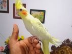 Cockatiel Birds