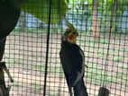 cocktail Bird