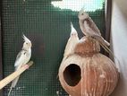Cockatiel Bird