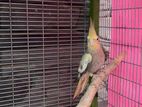 Cockatiel Bird