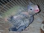 Cocktail Birds