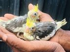 Cockatiel Bird