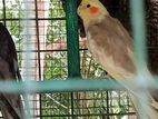 Cockatiel Birds